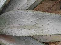 Aloe ferox (fam Liliacees) (Afr. du sud) (3) (Photo F. Mrugala)